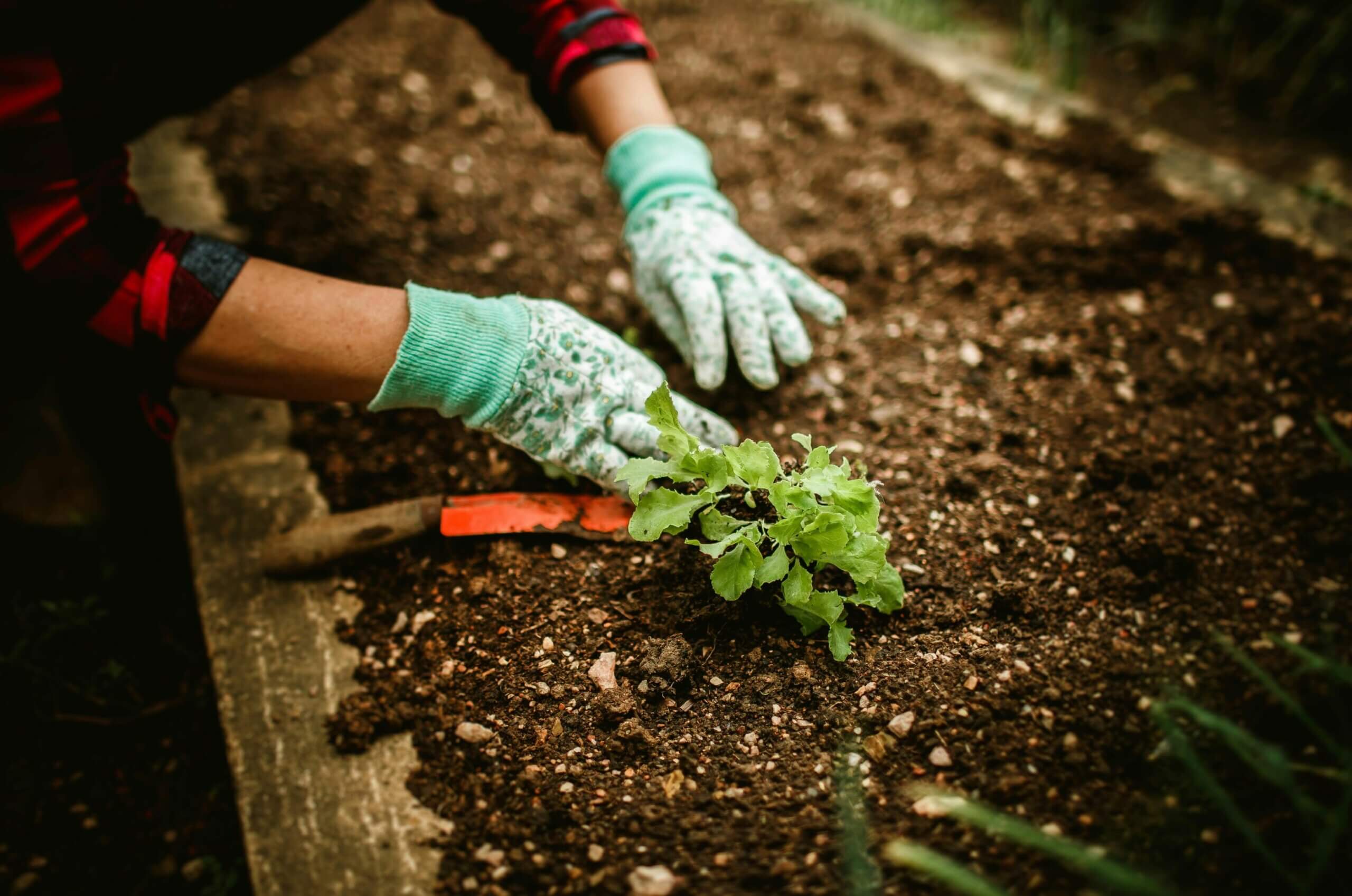 Activite-jardin-partage-mi-en-sol-kerbernier-centre-social-culturel-bellevue-brest
